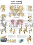 Pelvis and Hip - Anatomical Chart